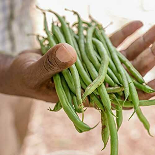 Haricot vert, saveurs, variétés, bienfaits, haricot vert en cuisine