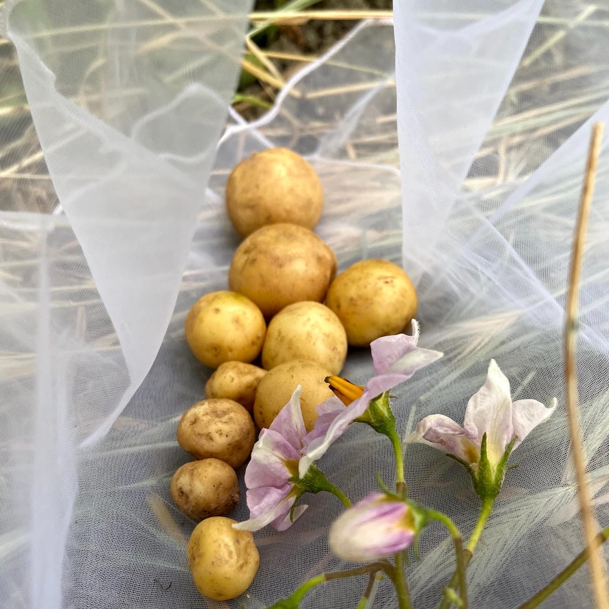 Pomme de terre, saveurs, variétés, bienfaits, PdT en cuisine