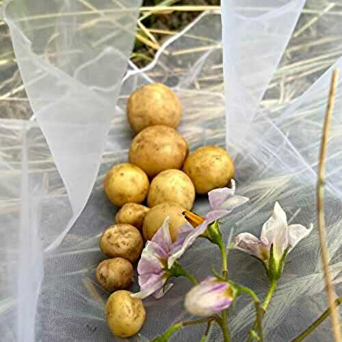 Pomme de terre, saveurs, variétés, bienfaits, PdT en cuisine