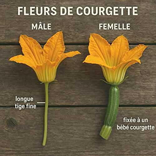 Fleur de courgette : comment la cuisiner (6 idées savoureuses)