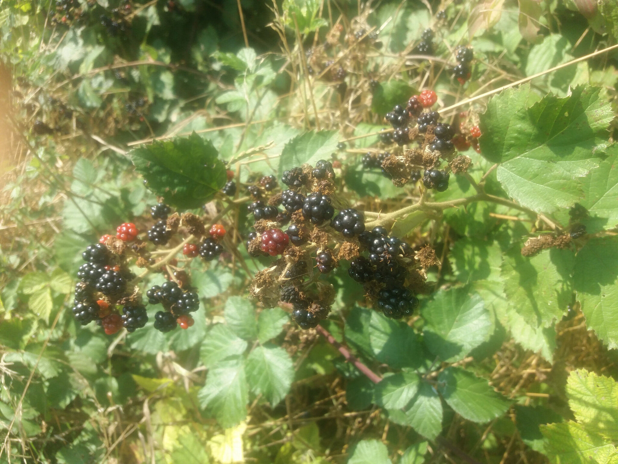 Le temps des mures