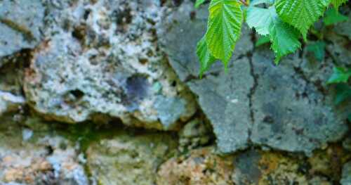 Le pesto d'ail des ours ou notre copain du moment ! (vegan, printanier)