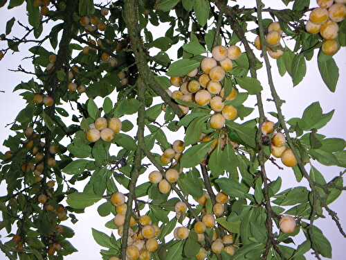 CONFITURE AUX MIRABELLES