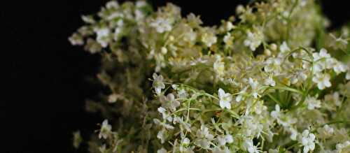 Sirop de fleurs de sureau noir