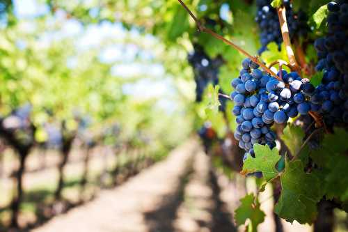 La viticulture biologique a le vent en poupe