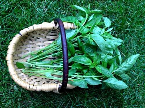 Que faire avec du basilic ? Quelques idées recettes