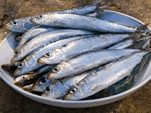 Sardines farcies aux blettes et herbes fraîches