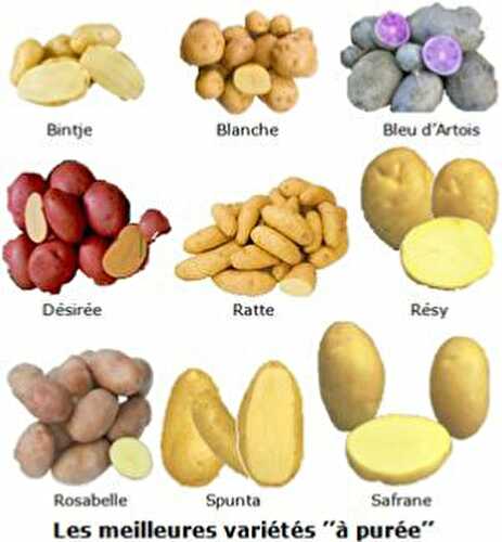 Variétés de pommes de terre et leurs utilisations