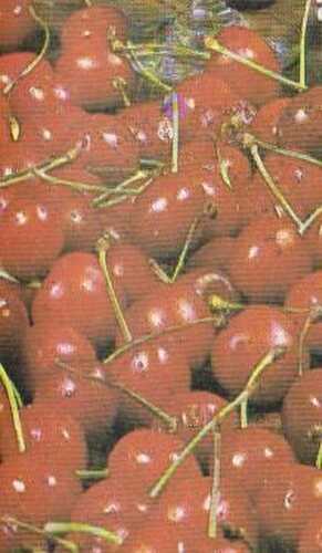 CERISES AU NATUREL