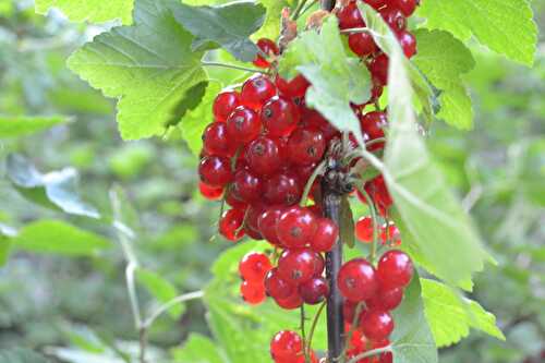 Brownie aux framboises et aux groseilles