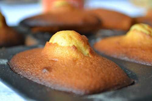 Madeleines au miel de lavande de Provence   Jours Heureux