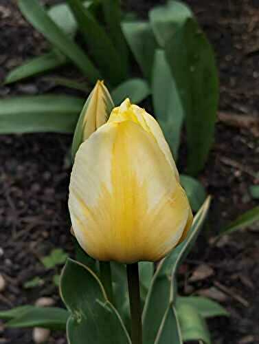 Joyeuses Fêtes de Paques !