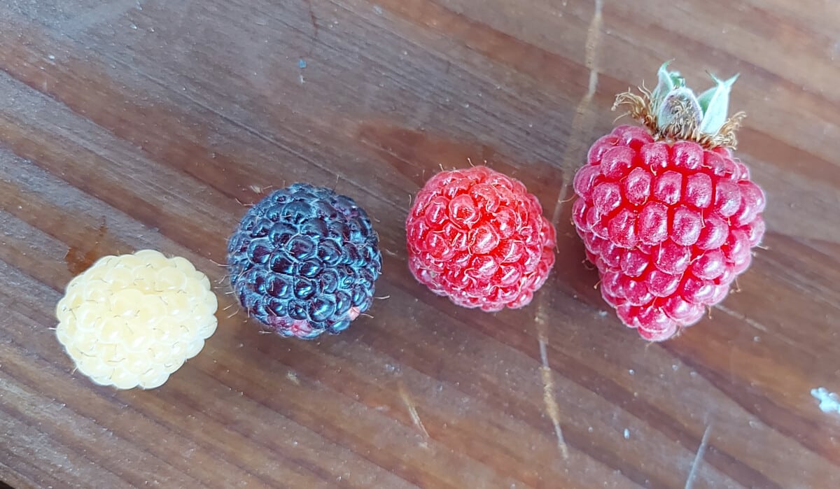 Framboises à l'eau de vie