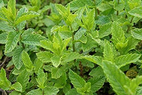 La menthe : le guide complet pour la cuisiner, la cultiver et ne jamais la gaspiller