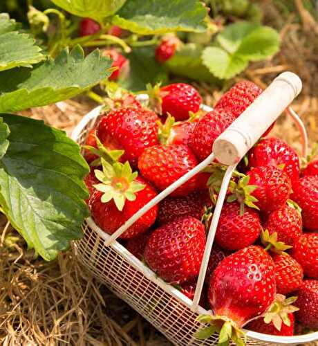 Histoires gourmandes… » La fraise »