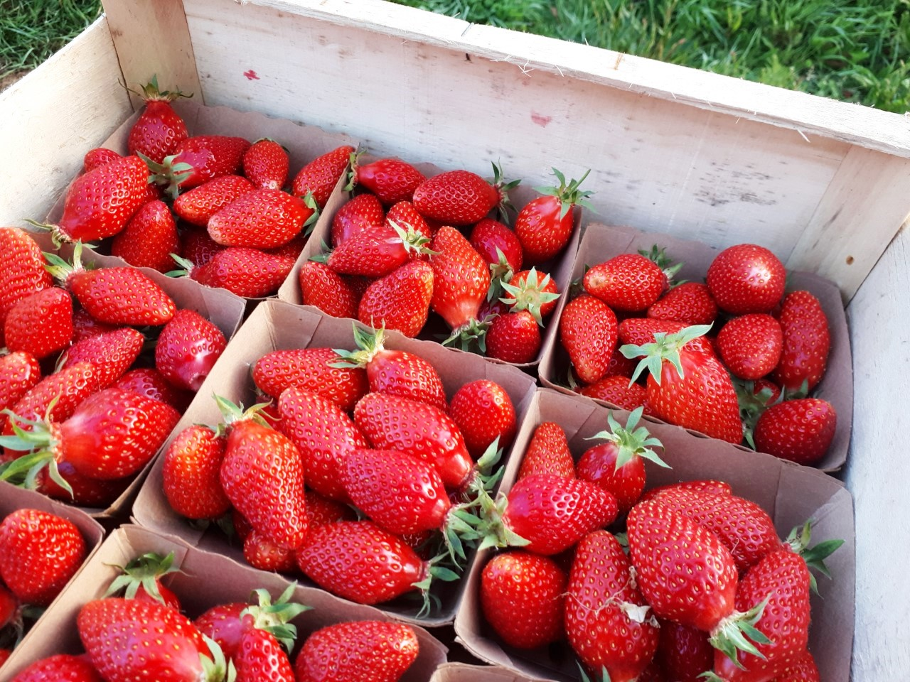 La Gariguette : Une Fraise d’Exception Fête ses 50 Ans