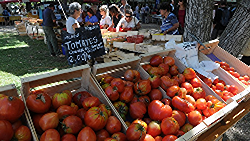 Salades du Monde : La Tomate dans Tous ses États