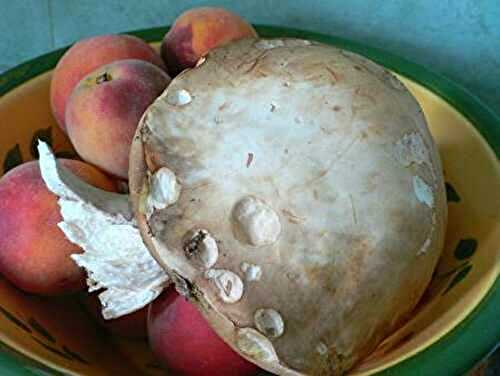 La tourte aux cépes