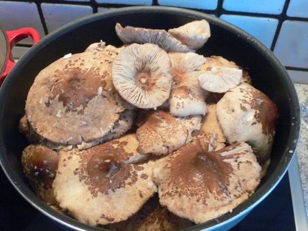 Les champignons