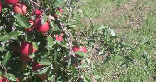 De l'arbre à l'estomac; la tarte tatin des éphémériens!