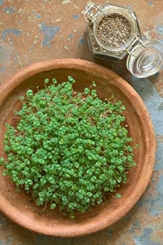 Comment faire germer des graines de chia ?