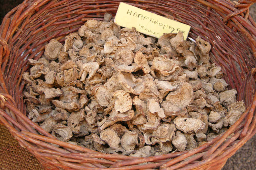 Harpagophytum : Bienfaits, utilisation et précautions d’usage !
