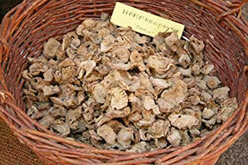 Harpagophytum : Bienfaits, utilisation et précautions d’usage !