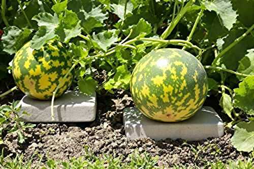 Ce geste sous chaque melon a tout changé chez moi : des fruits sucrés malgré la sécheresse