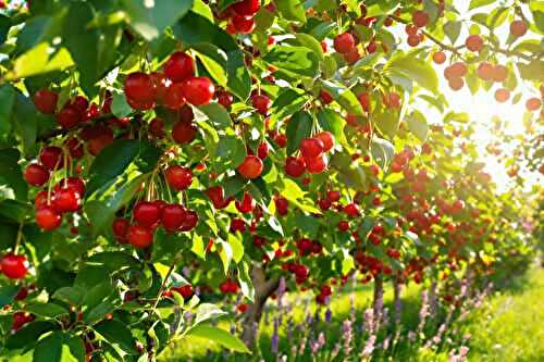 En juin, j’utilise cette astuce pour garder mes cerises à l’abri des vers tout l’été