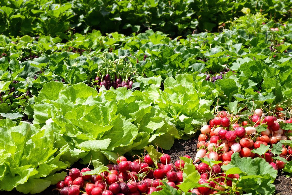Je croyais avoir raté la saison, mais j’ai semé ces 7 légumes et je récolte encore sans stress