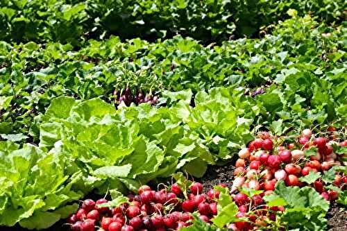 Je croyais avoir raté la saison, mais j’ai semé ces 7 légumes et je récolte encore sans stress