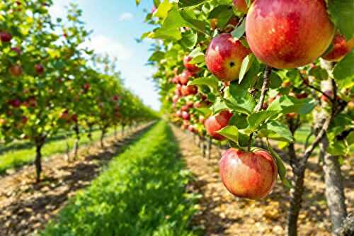 Voici comment j’ai sucré mes pommes malgré la sécheresse : 2 gestes simples au verger