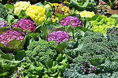 Voici les 5 choux les plus spectaculaires à planter cet été (et faciles à réussir)