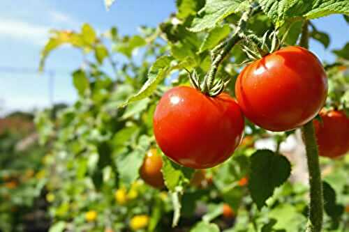 Vos tomates ne rougissent pas ? Ce geste oublié déclenche enfin leur maturation