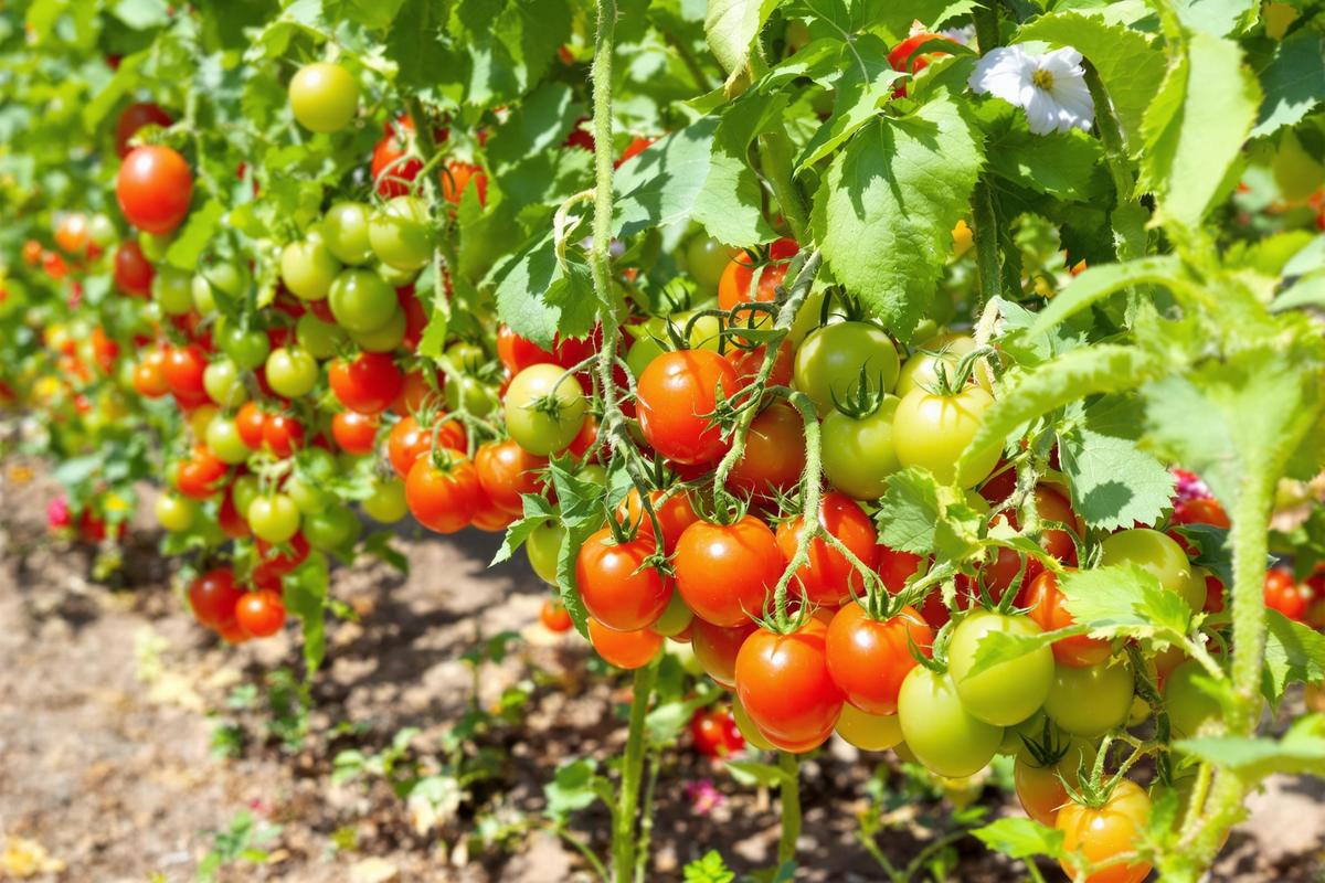 Arrosage des tomates en été : à quelle fréquence pour éviter les maladies ?
