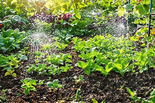 Arrosage en profondeur ou surface ? Voici ce que préfère vraiment votre potager