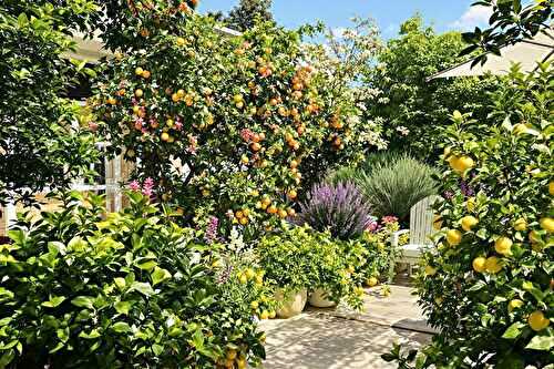 Ces plantes d’intérieur qui adorent être sorties sur la terrasse en été
