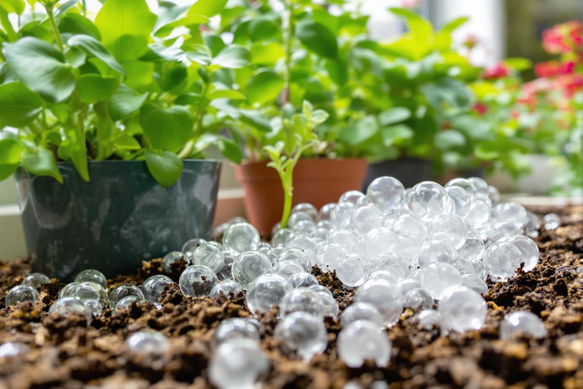 Des billes magiques pour garder vos pots arrosés ? Le secret des jardiniers malins