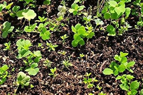 Engrais verts : ces plantes que vous pouvez semer pour enrichir la terre sans effort