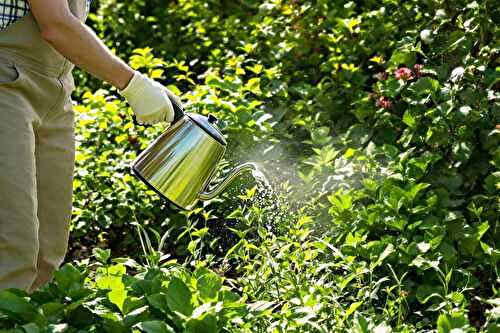 Il désherbe sans produit chimique grâce… à une bouilloire !