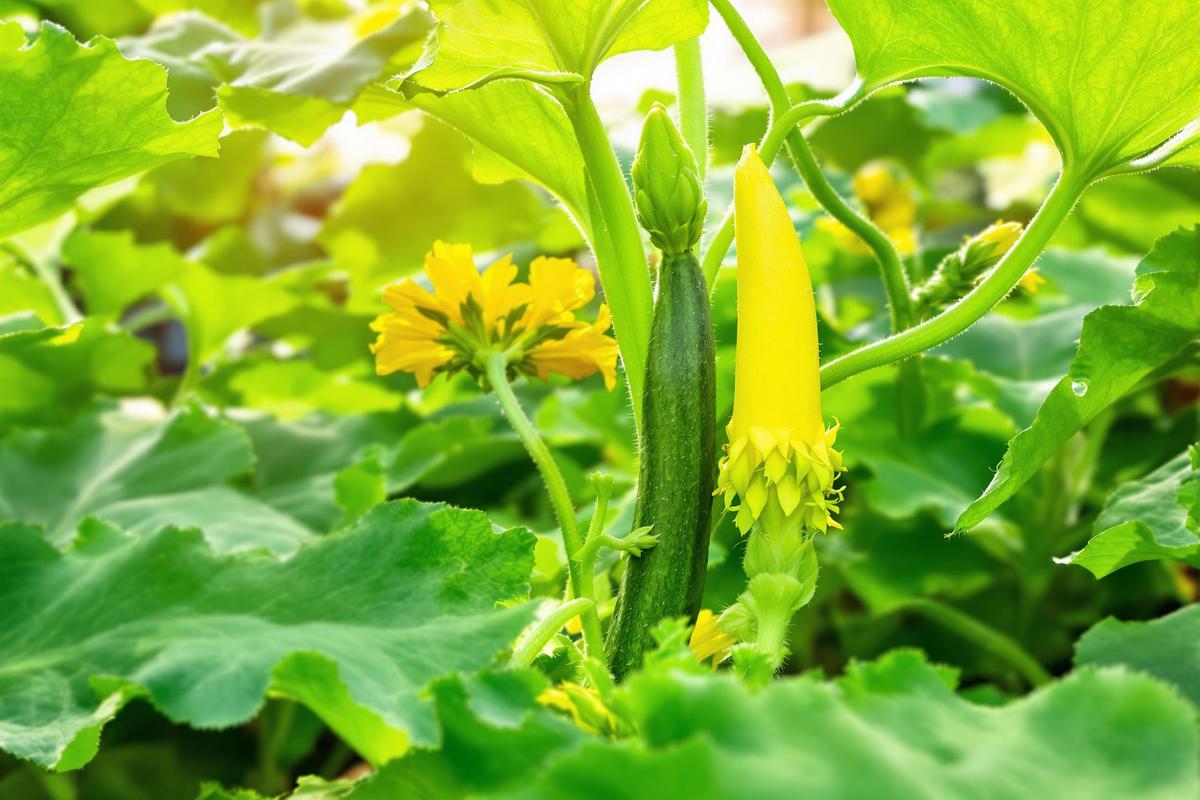 Incroyable : ce geste matinal multiplie vos courgettes par 2 cet été !