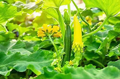 Incroyable : ce geste matinal multiplie vos courgettes par 2 cet été !