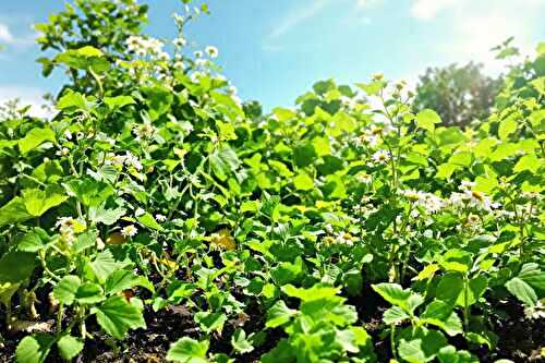 J’ai couvert mon sol avec ces plantes et mes légumes restent frais même sous 35°C