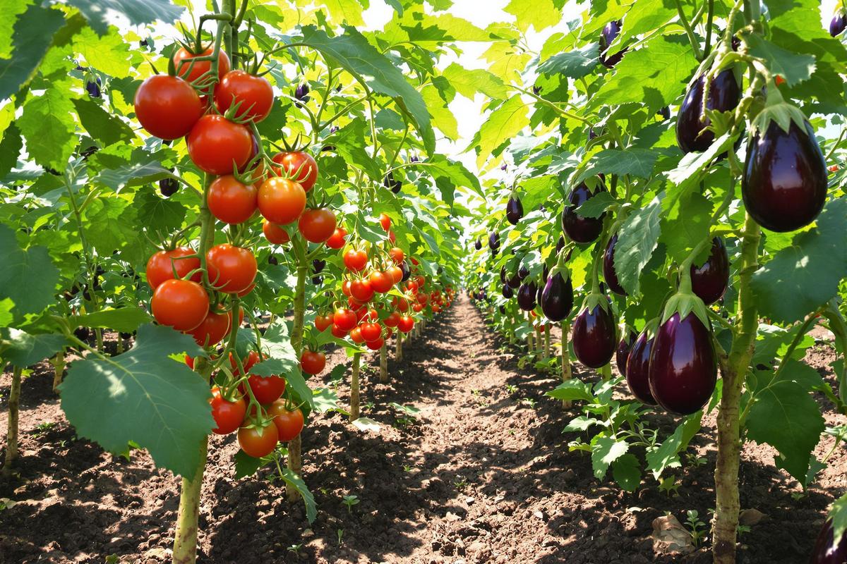 J’ai séparé tomates et aubergines au potager (et mes récoltes sont enfin saines)