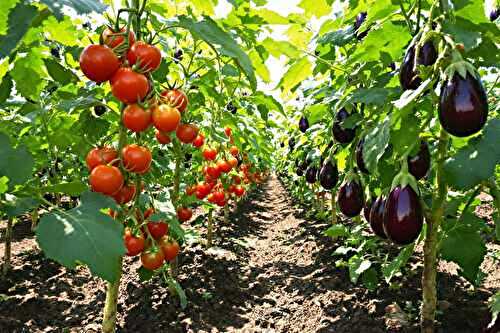 J’ai séparé tomates et aubergines au potager (et mes récoltes sont enfin saines)