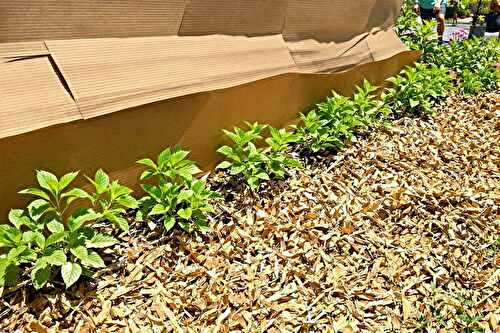 J’ai testé le paillage au carton : voici les résultats après 1 mois