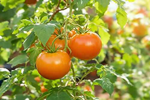 La technique de la « taille en tige unique » pour booster vos tomates au potager