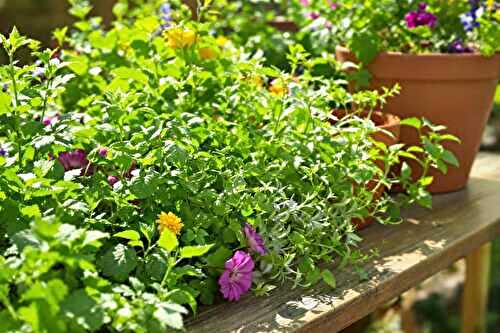 Le top 10 des herbes aromatiques à cultiver pour vos recettes d’été
