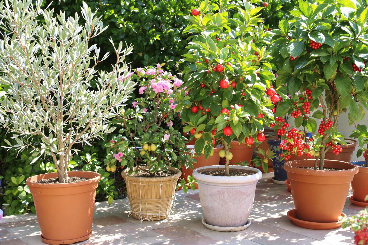 Mini-verger en pot : ces arbres fruitiers qui résistent aux étés brûlants