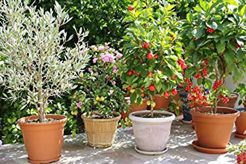 Mini-verger en pot : ces arbres fruitiers qui résistent aux étés brûlants